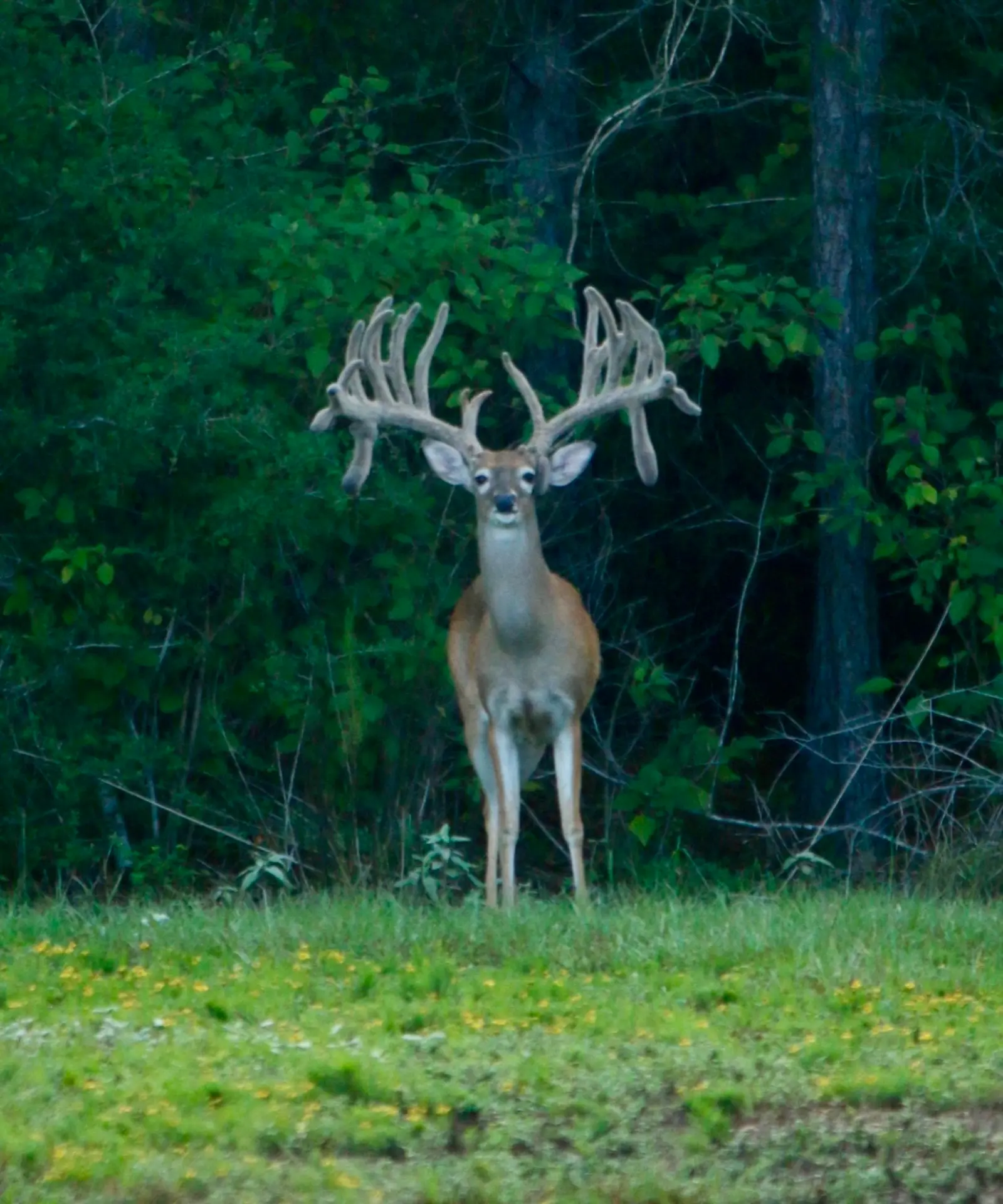 Whitetail 12